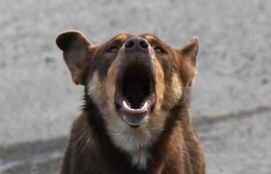 Russia Stray Dogs