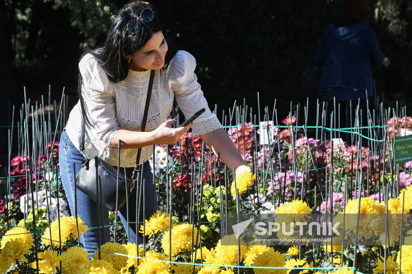 Russia Flowers Chrysanthemums