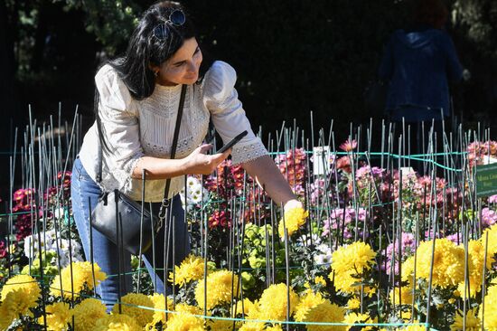 Russia Flowers Chrysanthemums