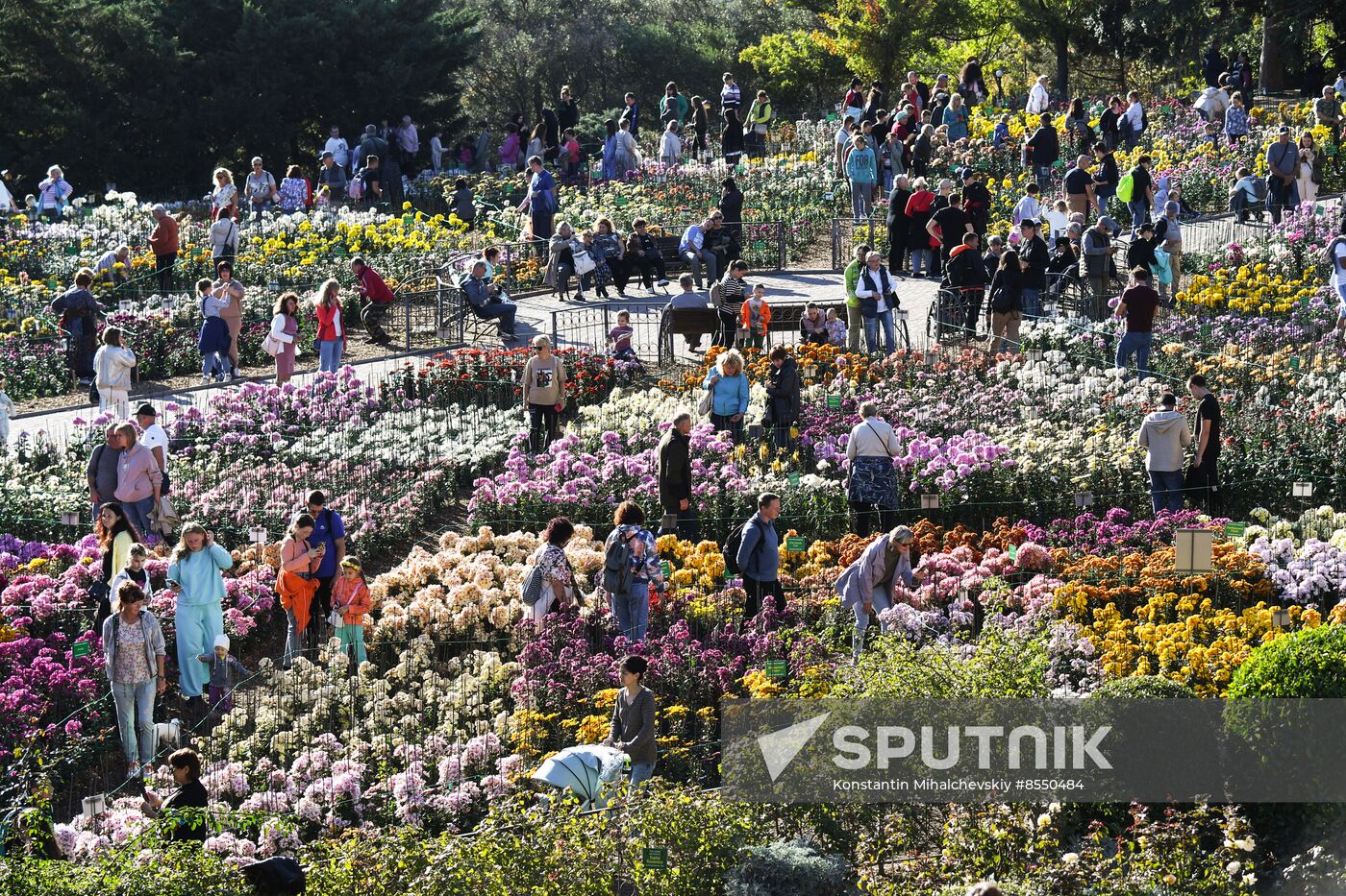 Russia Flowers Chrysanthemums