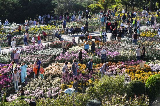 Russia Flowers Chrysanthemums