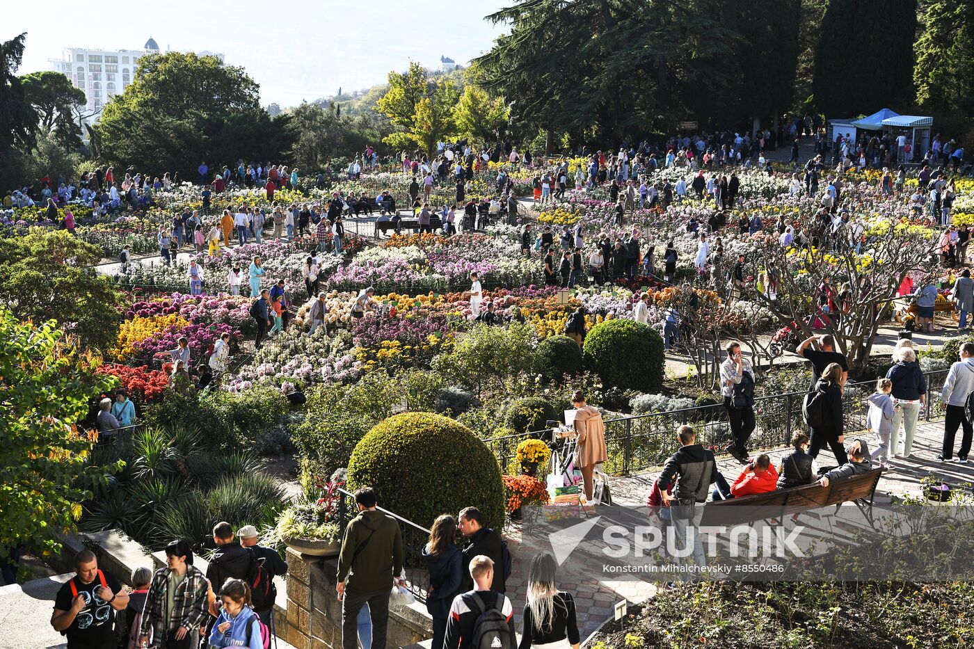 Russia Flowers Chrysanthemums