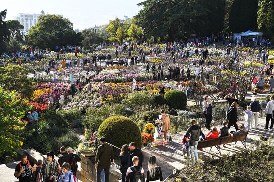 Russia Flowers Chrysanthemums