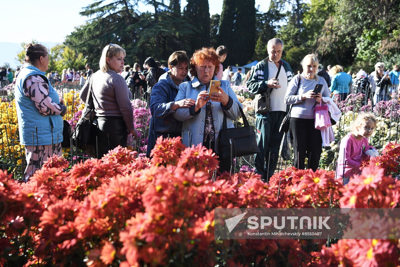 Russia Flowers Chrysanthemums