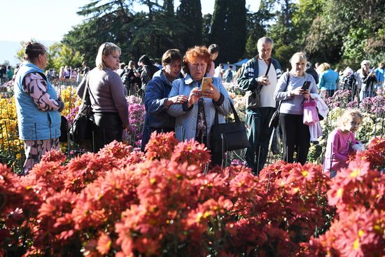 Russia Flowers Chrysanthemums