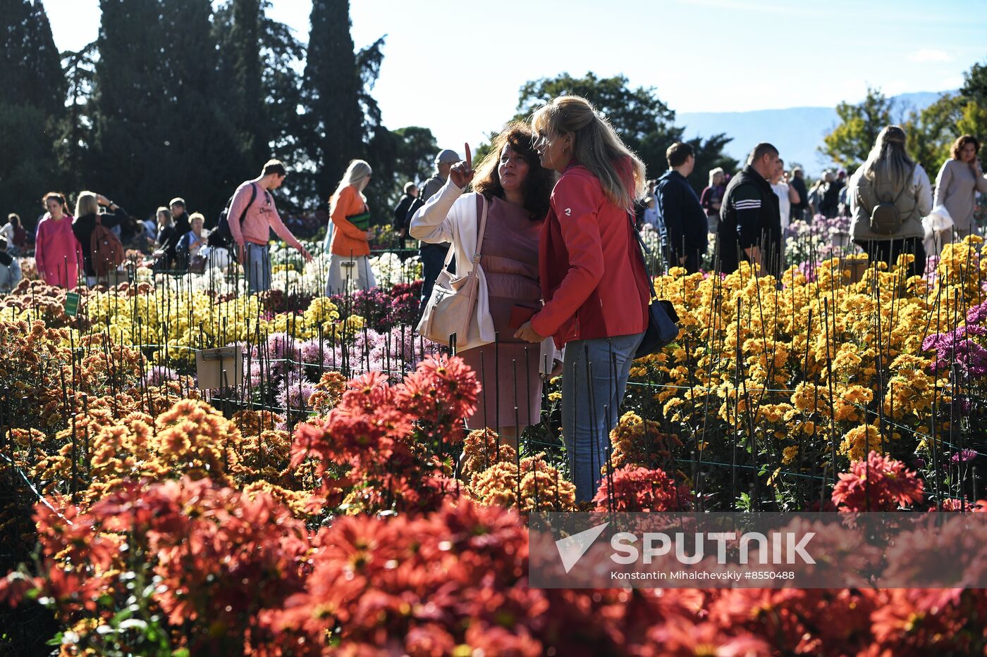 Russia Flowers Chrysanthemums