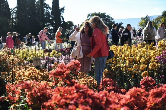Russia Flowers Chrysanthemums