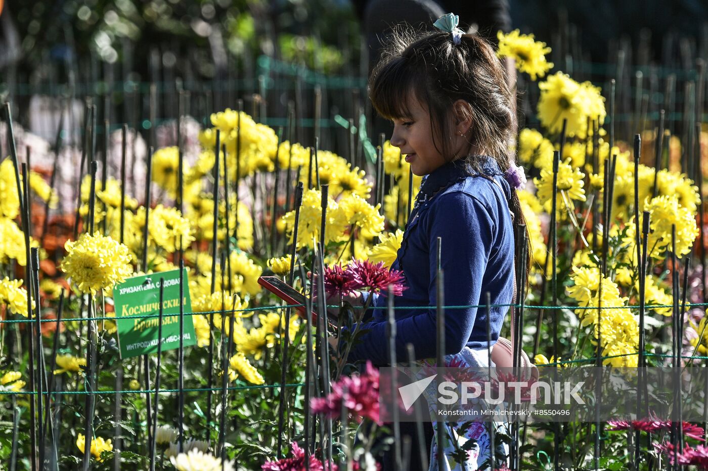 Russia Flowers Chrysanthemums