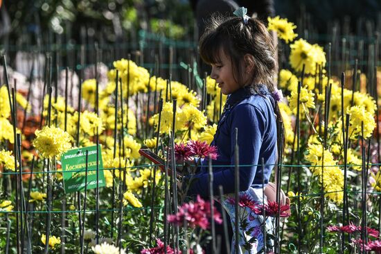 Russia Flowers Chrysanthemums