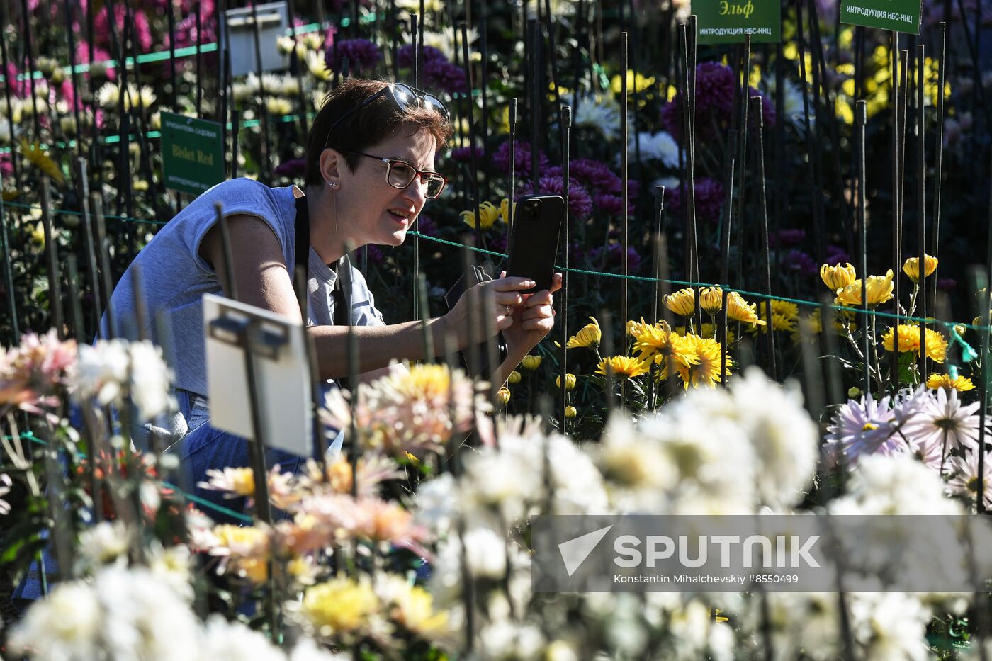 Russia Flowers Chrysanthemums