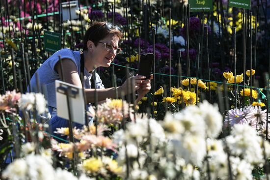 Russia Flowers Chrysanthemums