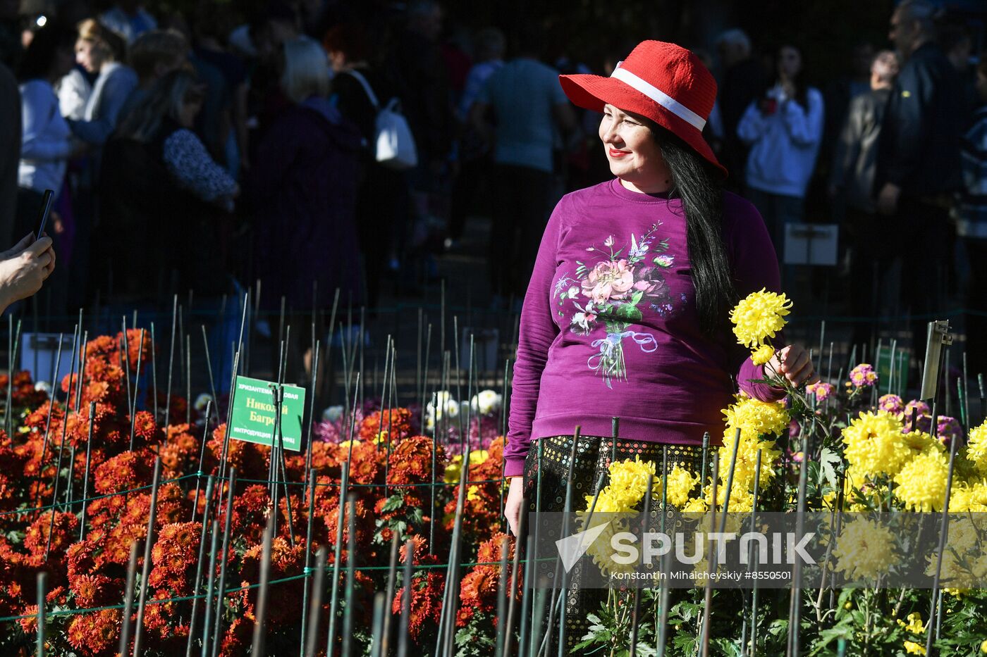 Russia Flowers Chrysanthemums