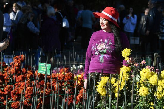 Russia Flowers Chrysanthemums