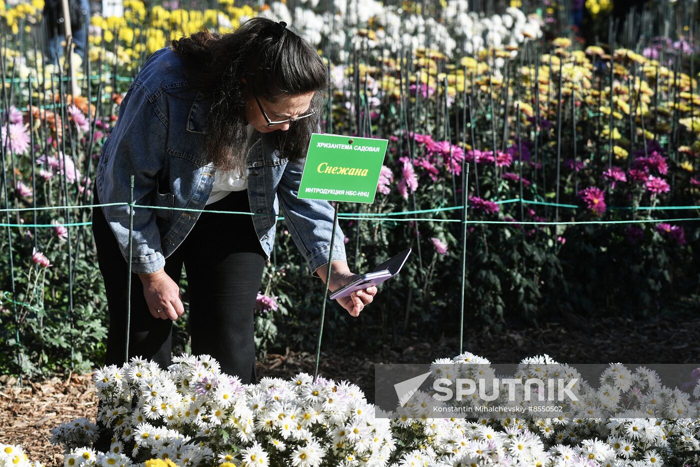 Russia Flowers Chrysanthemums