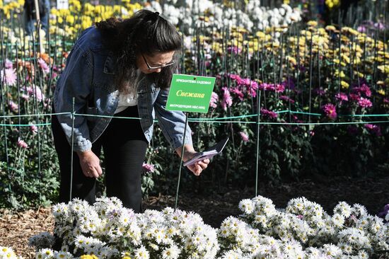 Russia Flowers Chrysanthemums