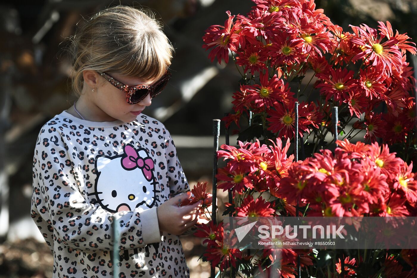 Russia Flowers Chrysanthemums