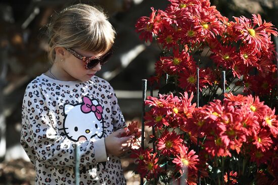 Russia Flowers Chrysanthemums