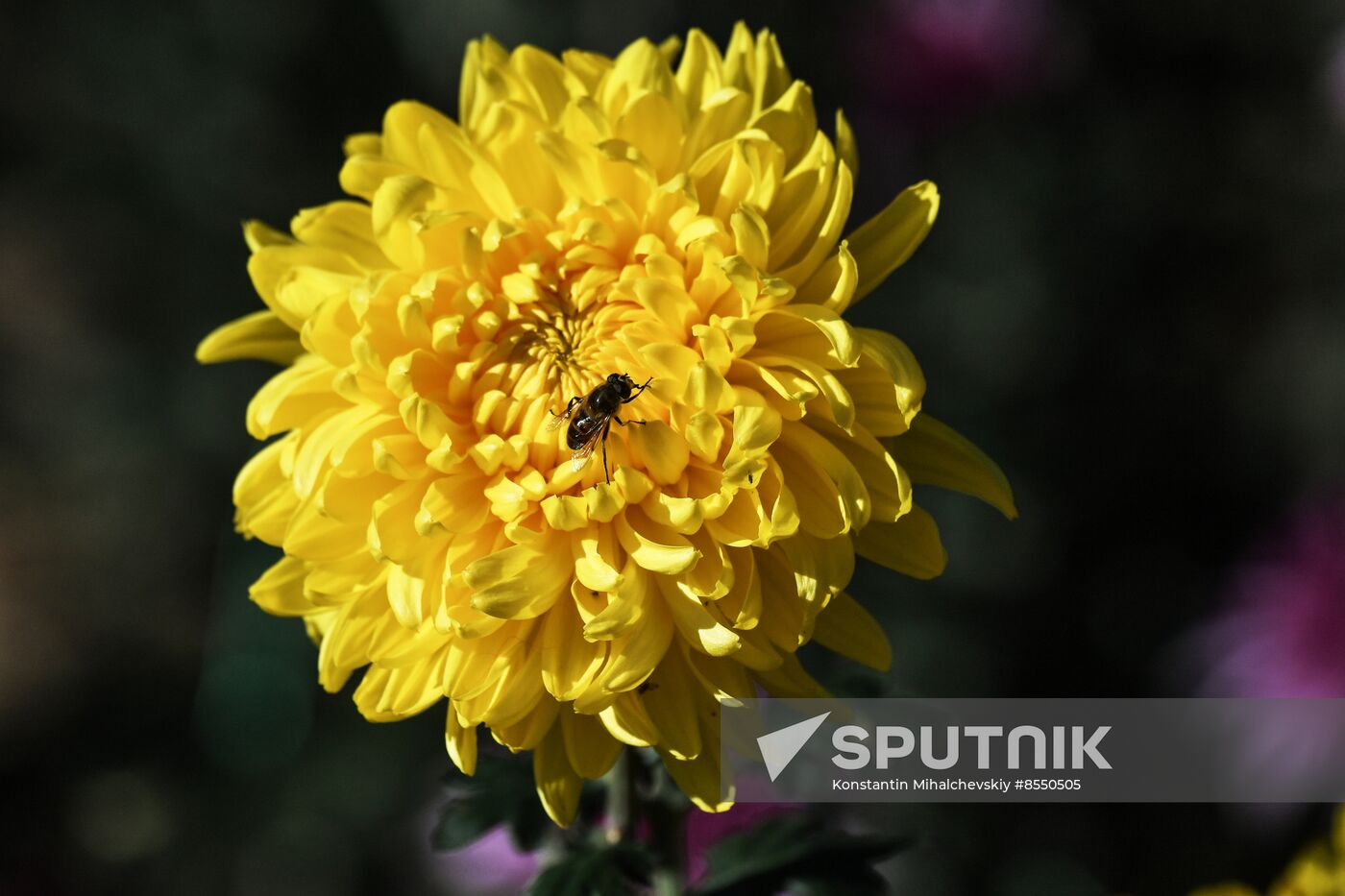 Russia Flowers Chrysanthemums