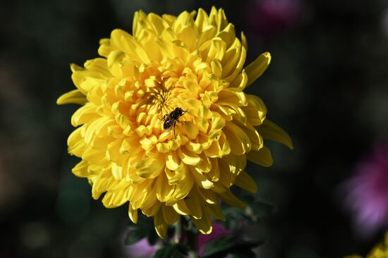 Russia Flowers Chrysanthemums