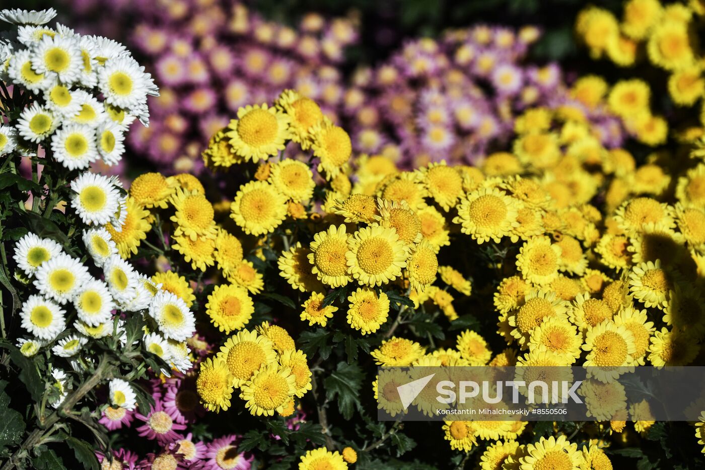 Russia Flowers Chrysanthemums