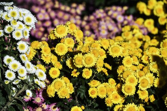 Russia Flowers Chrysanthemums