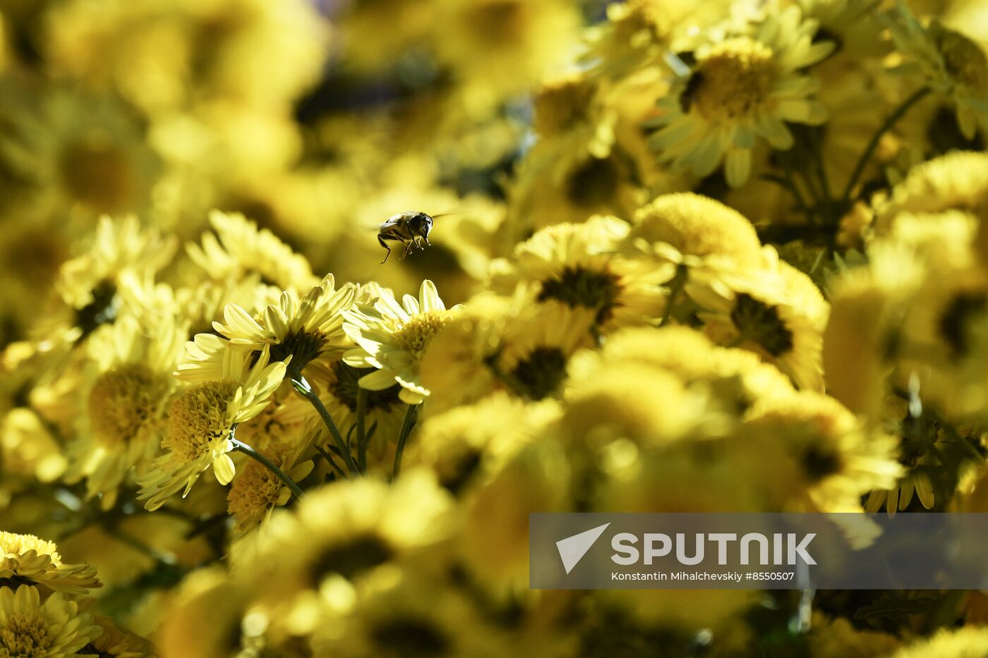Russia Flowers Chrysanthemums