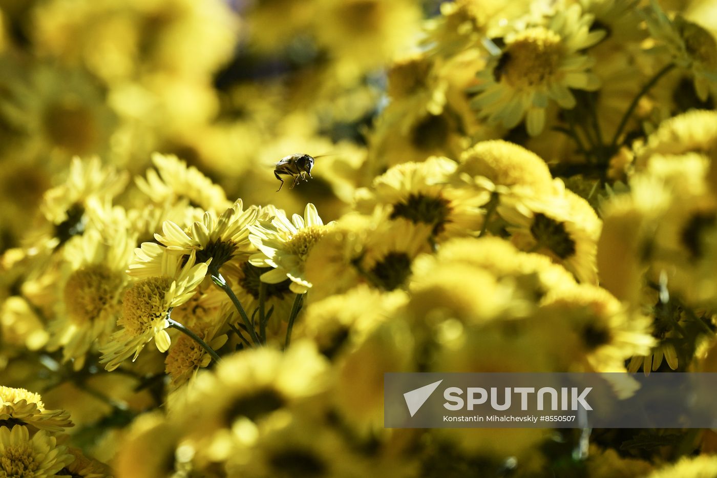 Russia Flowers Chrysanthemums
