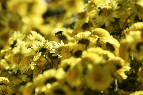 Russia Flowers Chrysanthemums