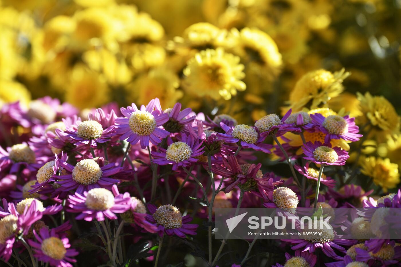 Russia Flowers Chrysanthemums
