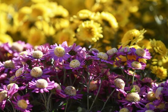 Russia Flowers Chrysanthemums