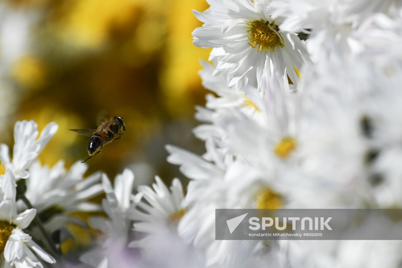 Russia Flowers Chrysanthemums