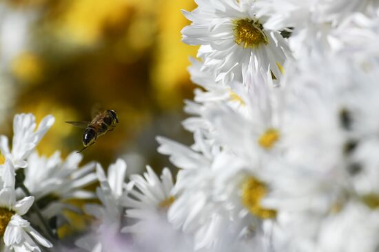 Russia Flowers Chrysanthemums