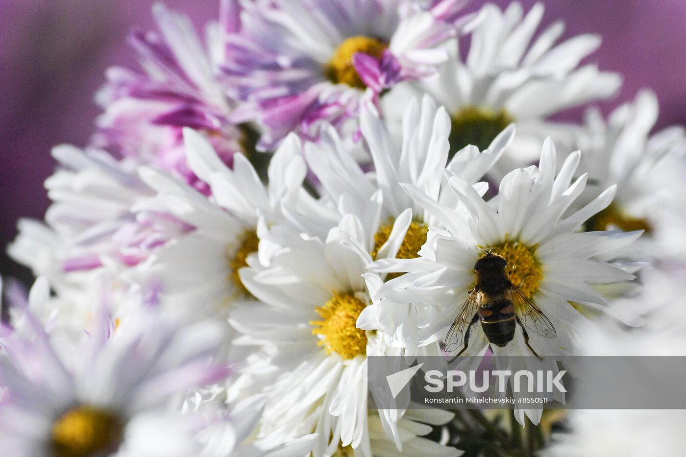 Russia Flowers Chrysanthemums
