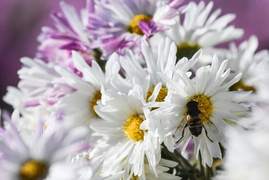 Russia Flowers Chrysanthemums