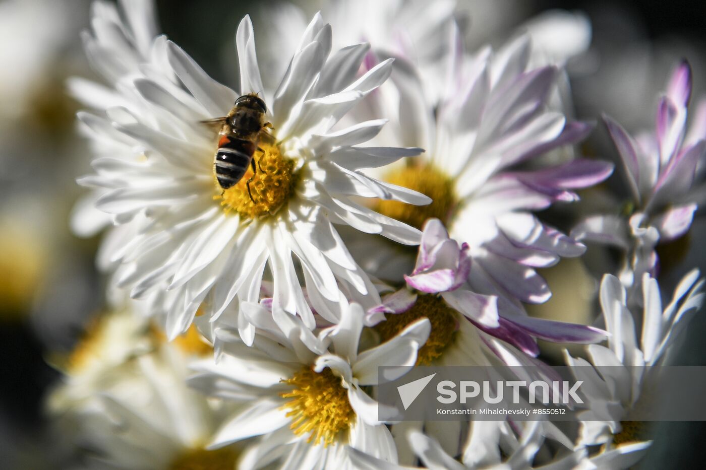 Russia Flowers Chrysanthemums