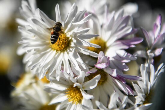 Russia Flowers Chrysanthemums