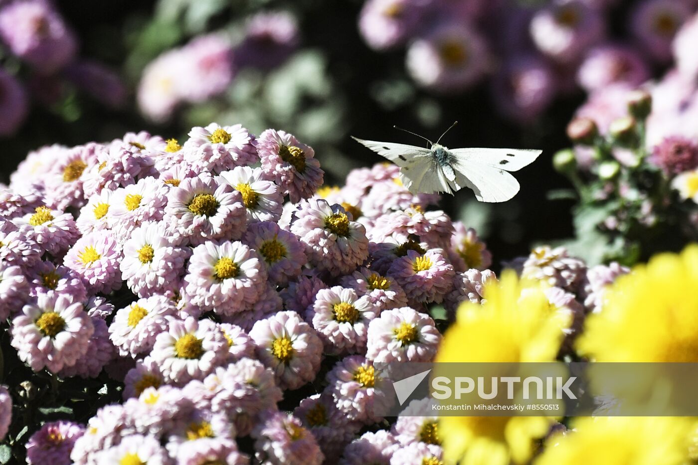 Russia Flowers Chrysanthemums