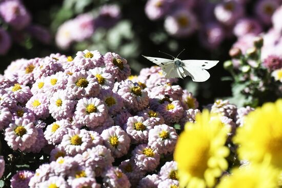 Russia Flowers Chrysanthemums