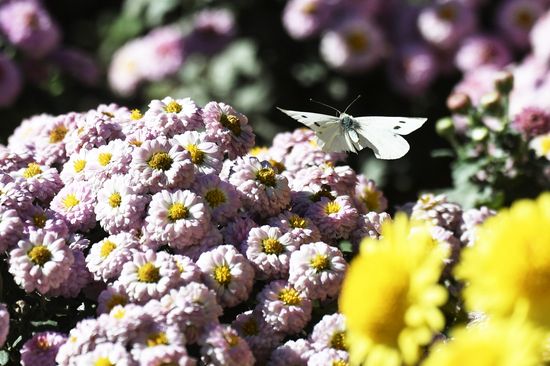 Russia Flowers Chrysanthemums