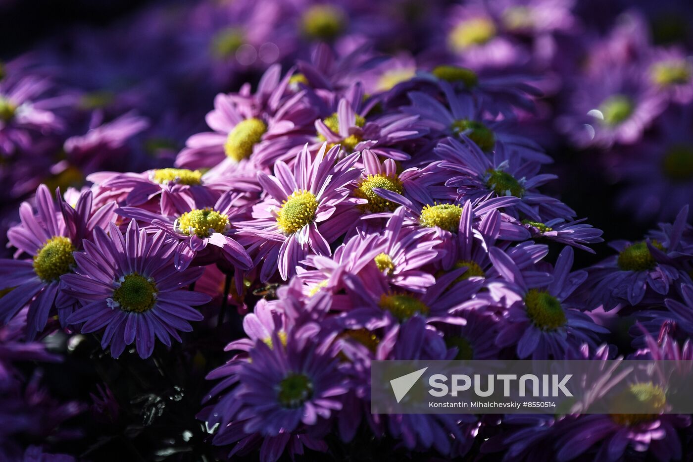 Russia Flowers Chrysanthemums