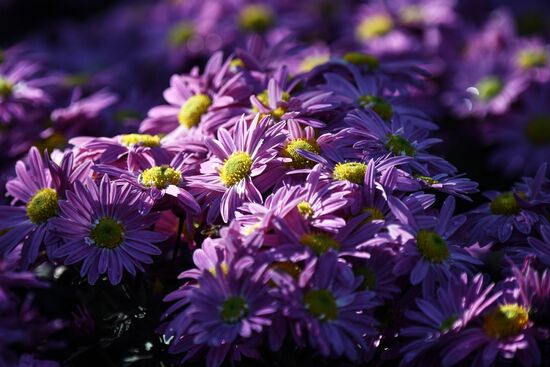 Russia Flowers Chrysanthemums