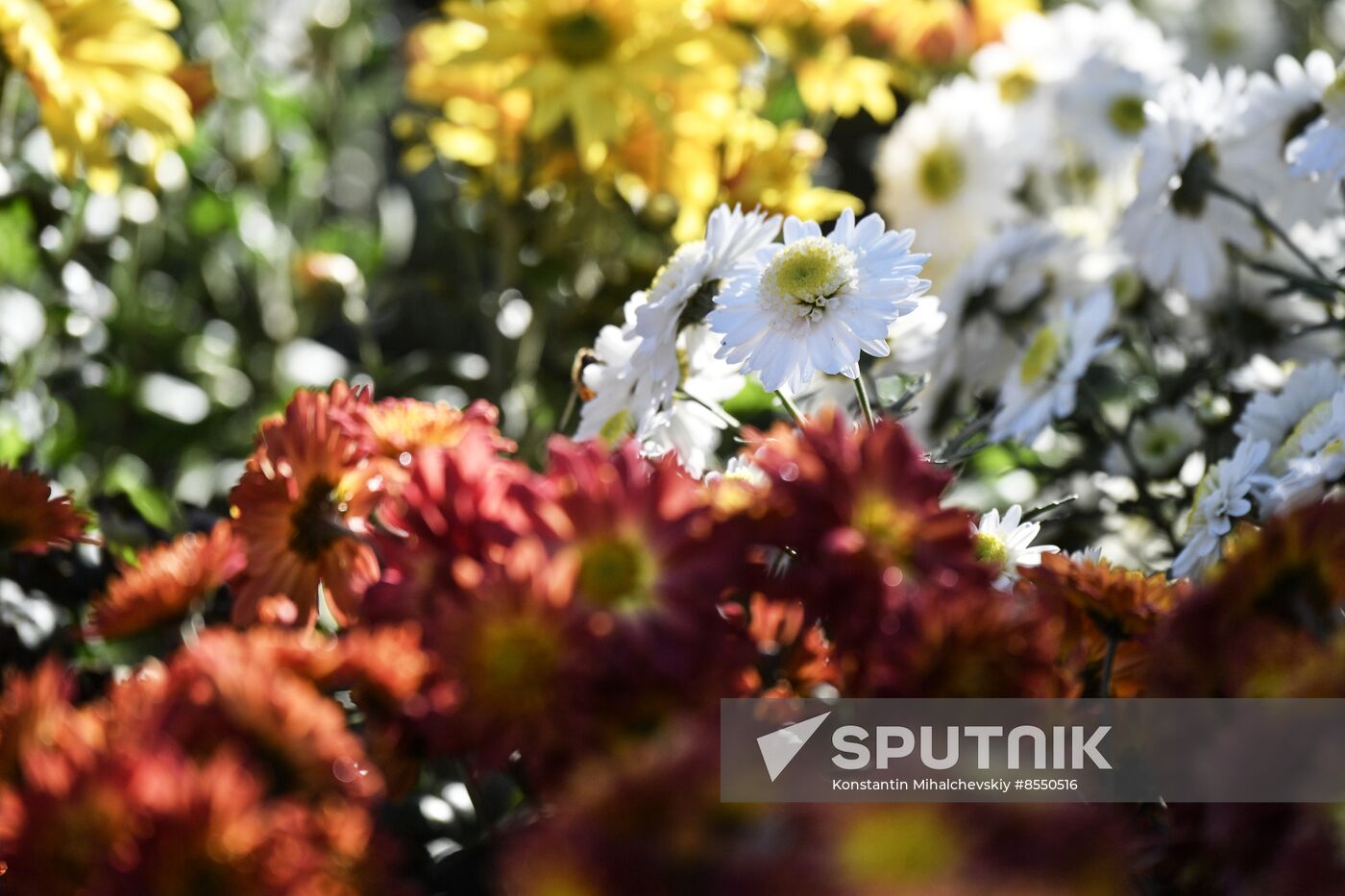 Russia Flowers Chrysanthemums