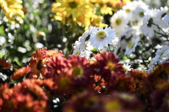 Russia Flowers Chrysanthemums