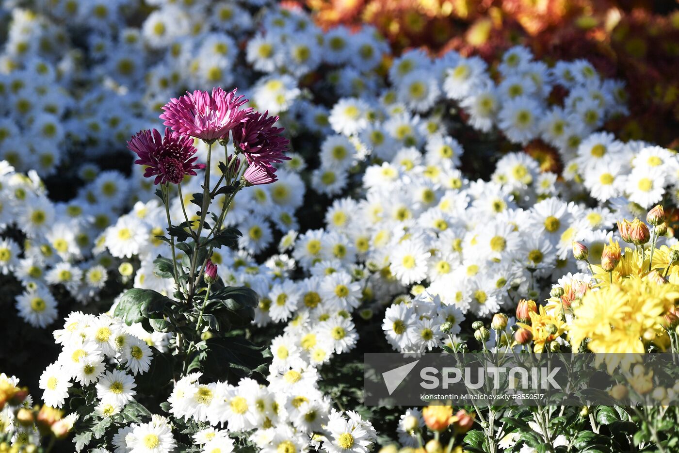 Russia Flowers Chrysanthemums