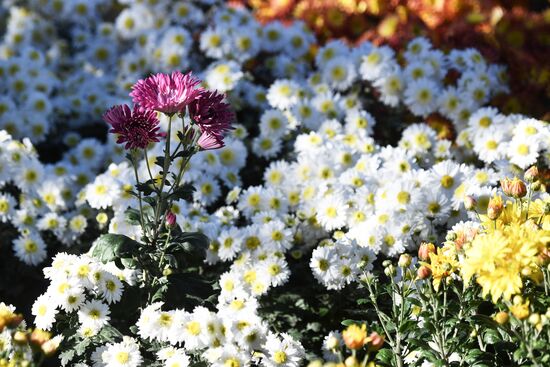 Russia Flowers Chrysanthemums