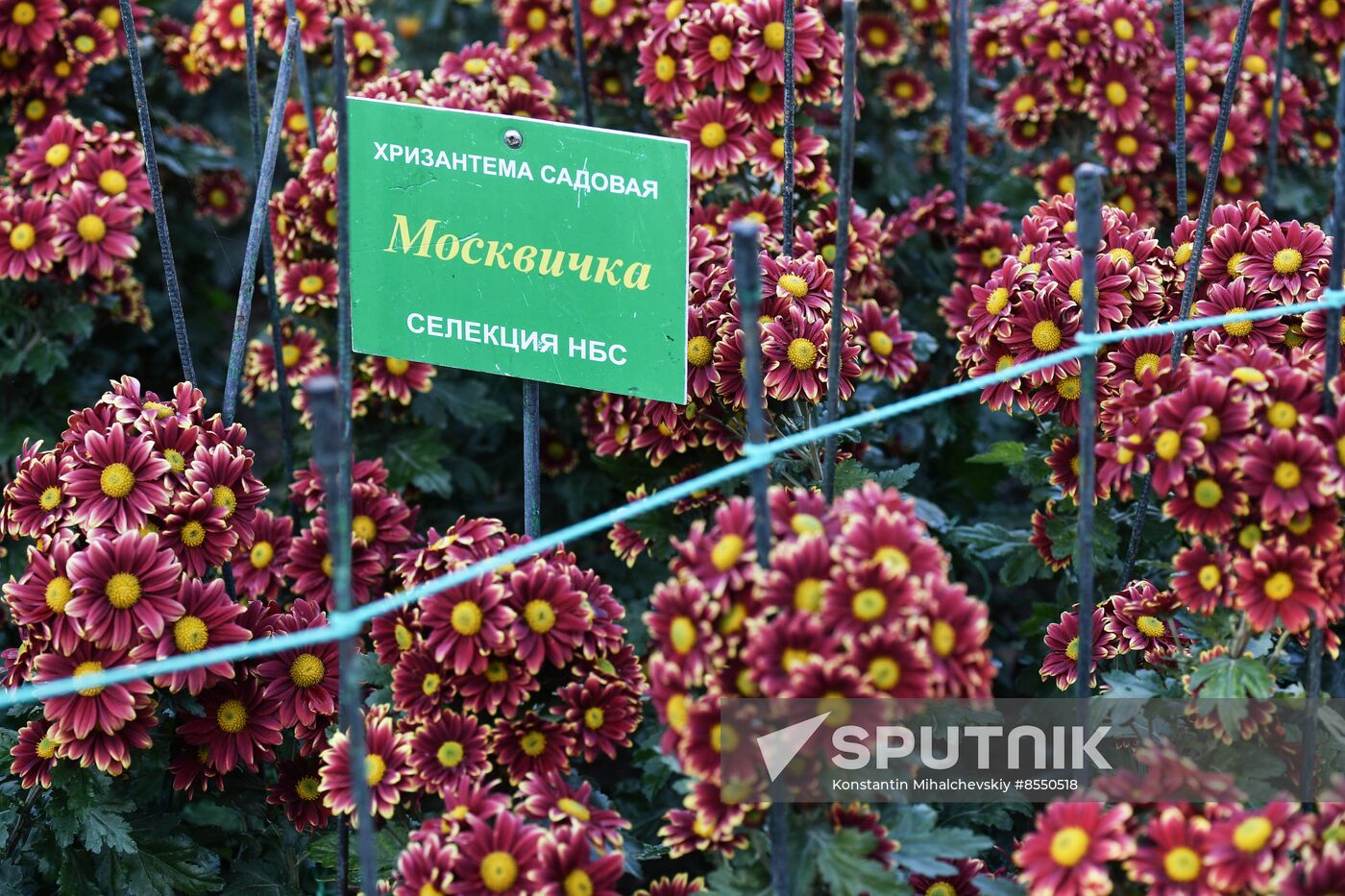 Russia Flowers Chrysanthemums