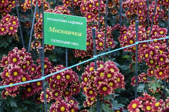 Russia Flowers Chrysanthemums