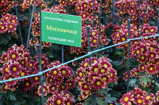 Russia Flowers Chrysanthemums
