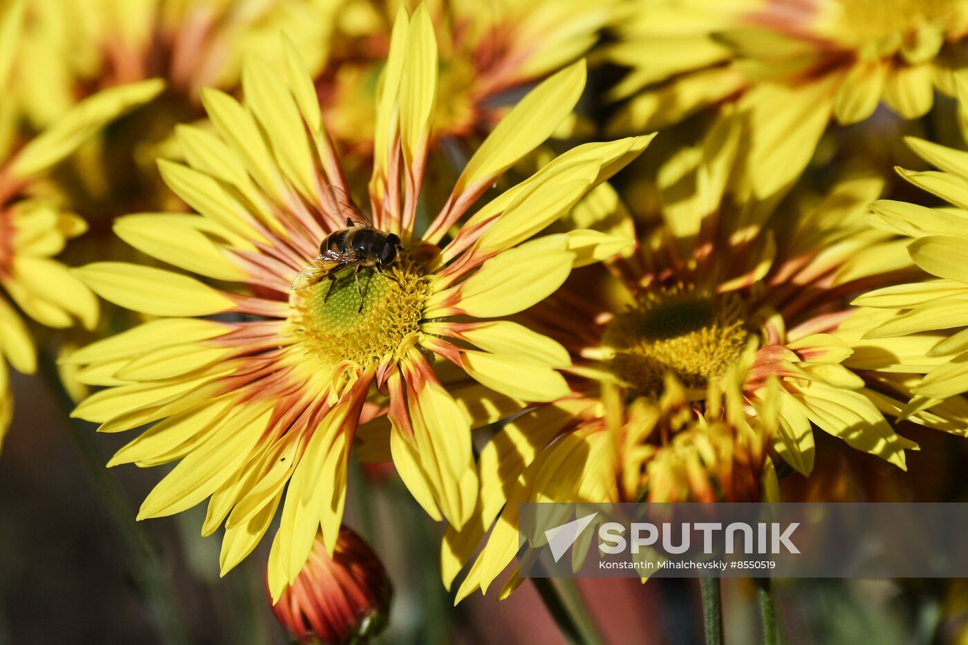Russia Flowers Chrysanthemums