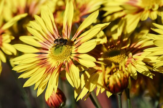 Russia Flowers Chrysanthemums